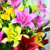 Hectarul - Bulbi de crin LA Mixed, 3 bulbi